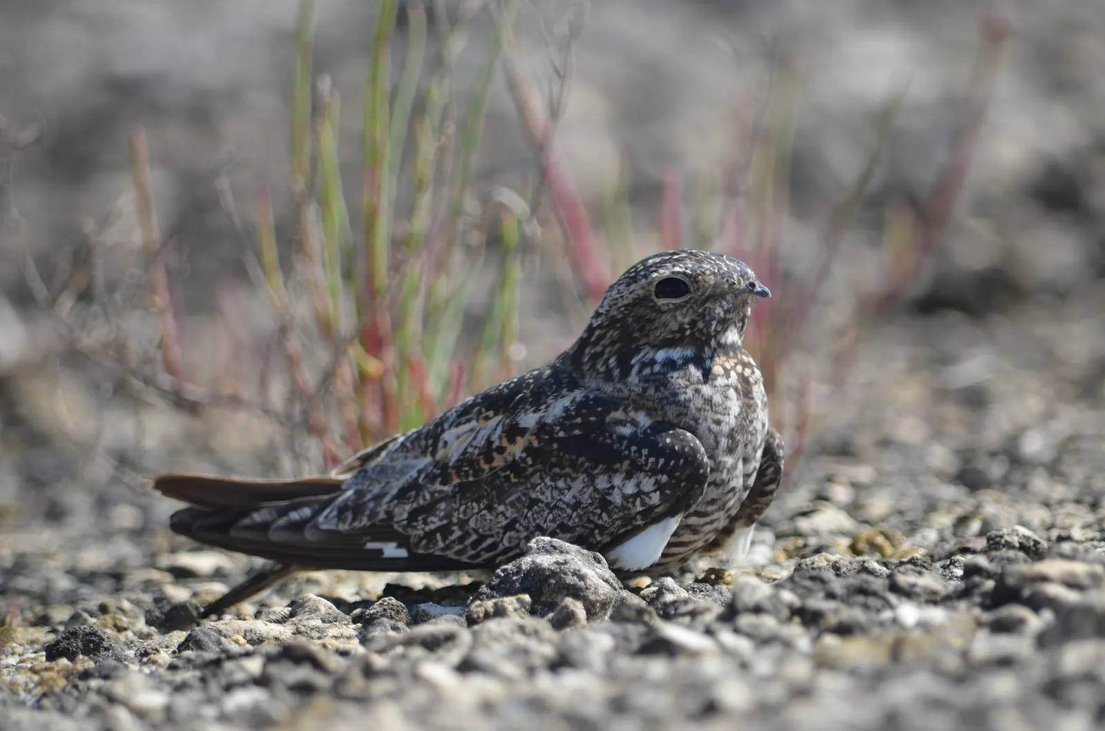 Close, low-angle portrait of a nighthawk resting on pale gravel: its finely mottled black, grey, buff and white plumage blends into the stones, with a white patch showing on the wing, a large dark eye and a tiny bill. Red-and-green succulent stems rise behind it against a softly blurred background.