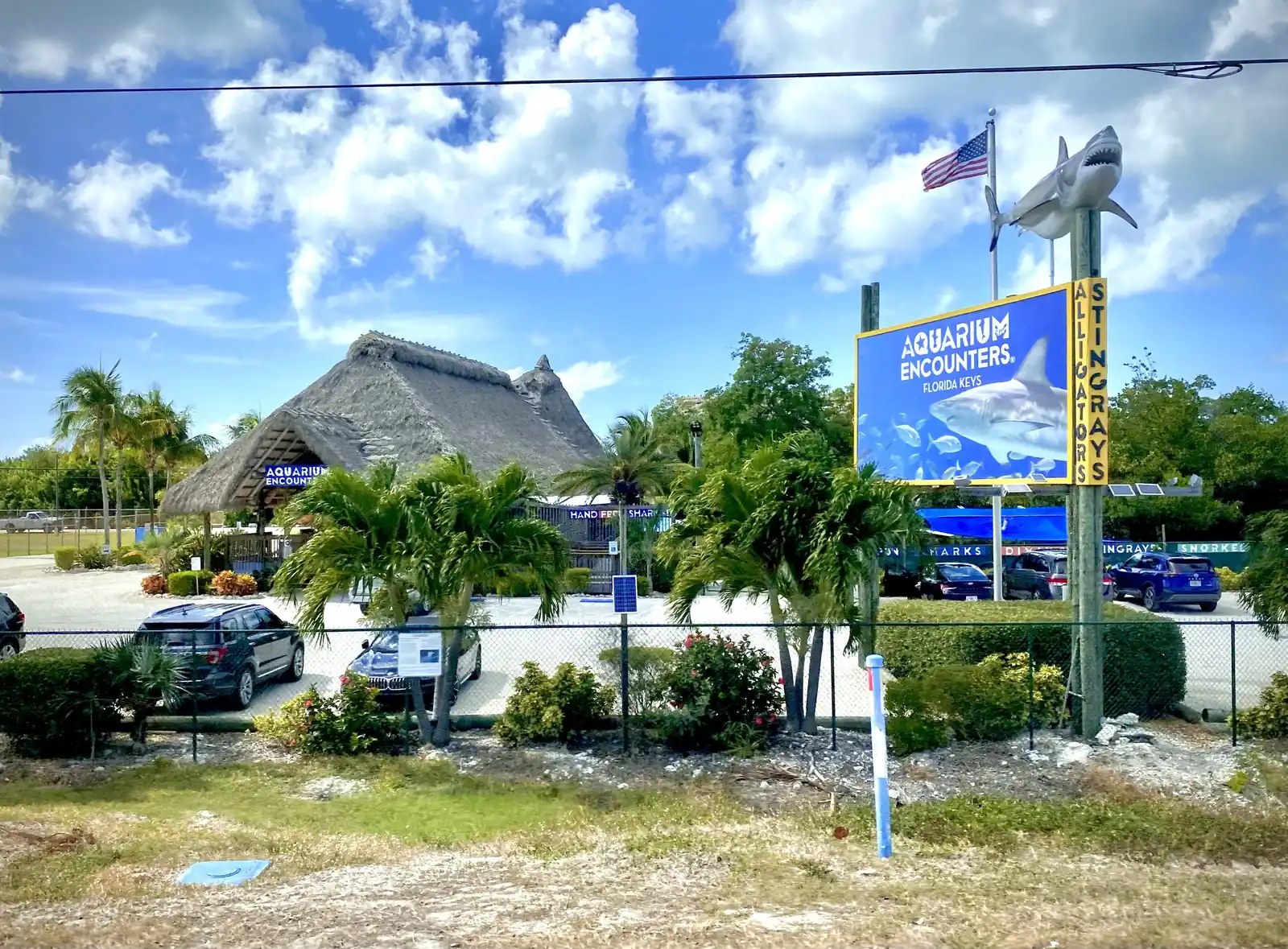 Roadside view of Florida Keys Aquarium Encounters: a large thatched-roof building with an 'Aquarium Encounters' sign and a 'Hand Feed Sharks' banner behind a car park with SUVs, palms and flowering shrubs. At right a big blue billboard reads 'Aquarium Encounters Florida Keys' over a shark photo, with yellow side panels reading 'Alligators' and 'Stingrays', topped by a shark sculpture and a US flag. A chain-link fence and a grass verge run across the foreground under a bright blue sky with puffy cloud.