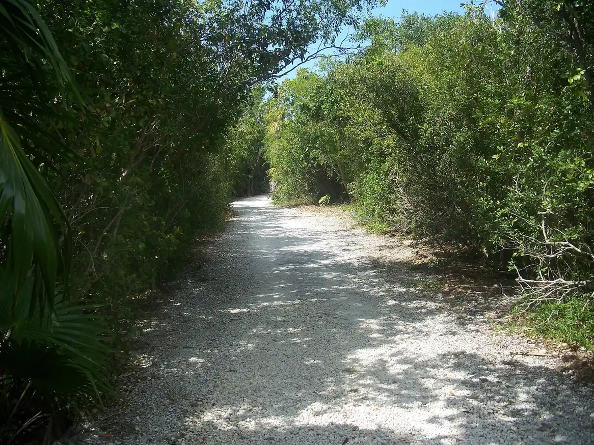 A white crushed-rock nature trail runs straight ahead through dense tropical hardwood hammock, with dappled sunlight and shade on the path. Thick green shrubs and small trees close in on both sides and nearly meet overhead, a fan-palm frond fills the left edge, and a patch of blue sky shows at the top.