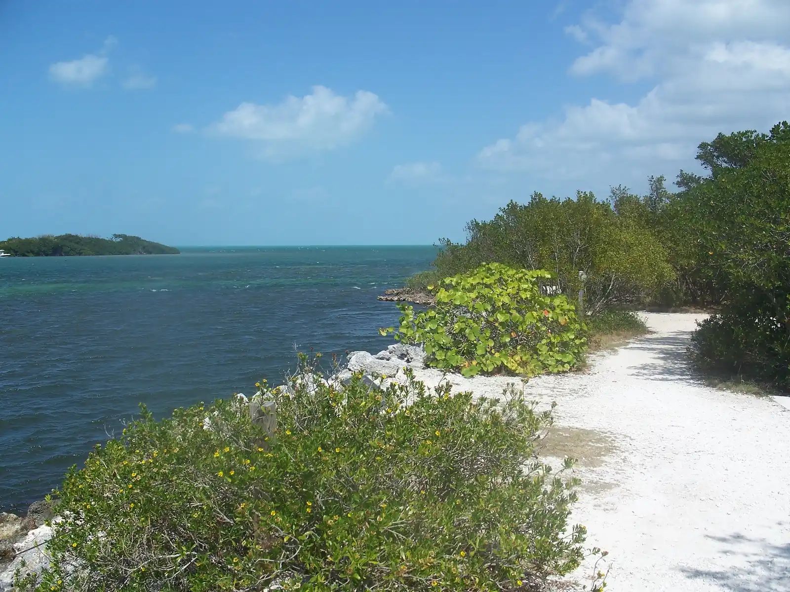 A white crushed-rock path curves along a rocky shoreline at Crane Point, edged with a low shrub dotted with small yellow flowers, a round-leaved sea grape bush and dense green mangrove-type trees on the right. To the left, choppy blue-green water stretches to a mangrove islet with a small boat and a flat horizon under a blue sky with light cloud.