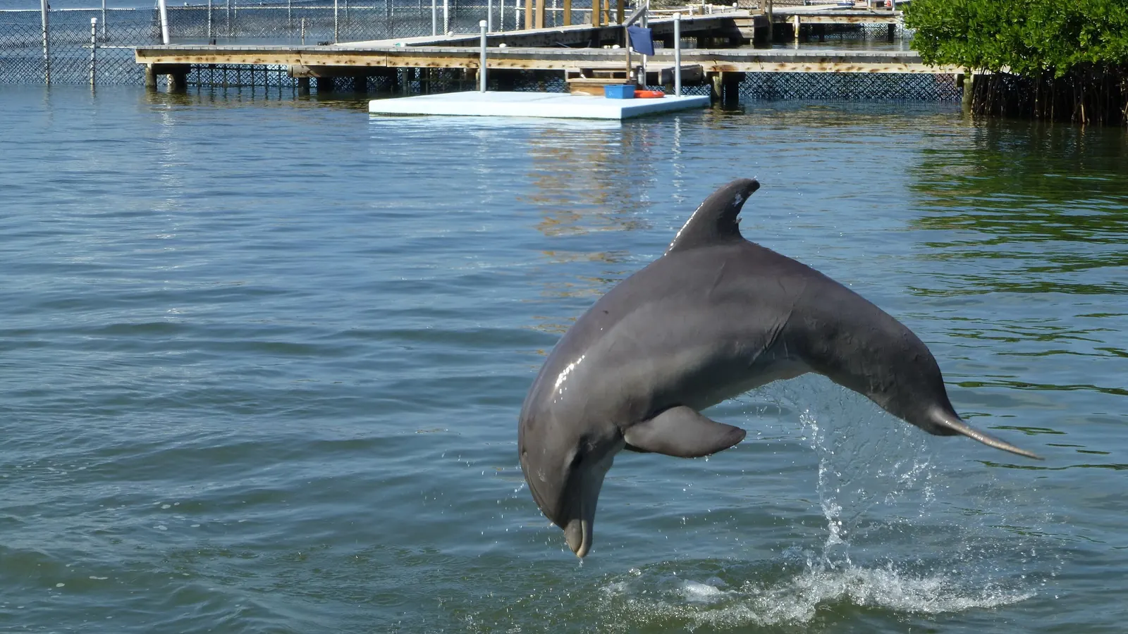 A bottlenose dolphin leaps clear of calm greenish lagoon water, arching head-down toward the surface with a splash trailing from its tail. Behind it are wooden docks on pilings, a white floating platform with a blue tub and an orange bowl, chain-link fencing around the lagoon pens and a mangrove thicket at the upper right.