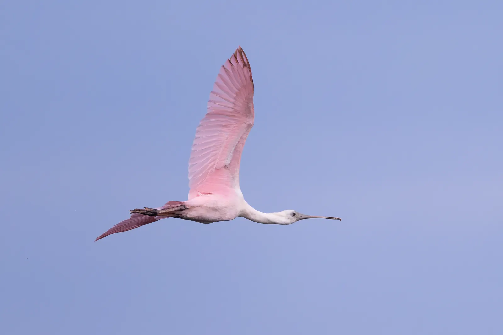 A roseate spoonbill in flight, side-on against a plain soft lavender-blue sky: pale pink wings raised high with deeper pink at the shoulders and tail, a white neck stretched forward, a long flat spoon-tipped bill and dark legs trailing behind.
