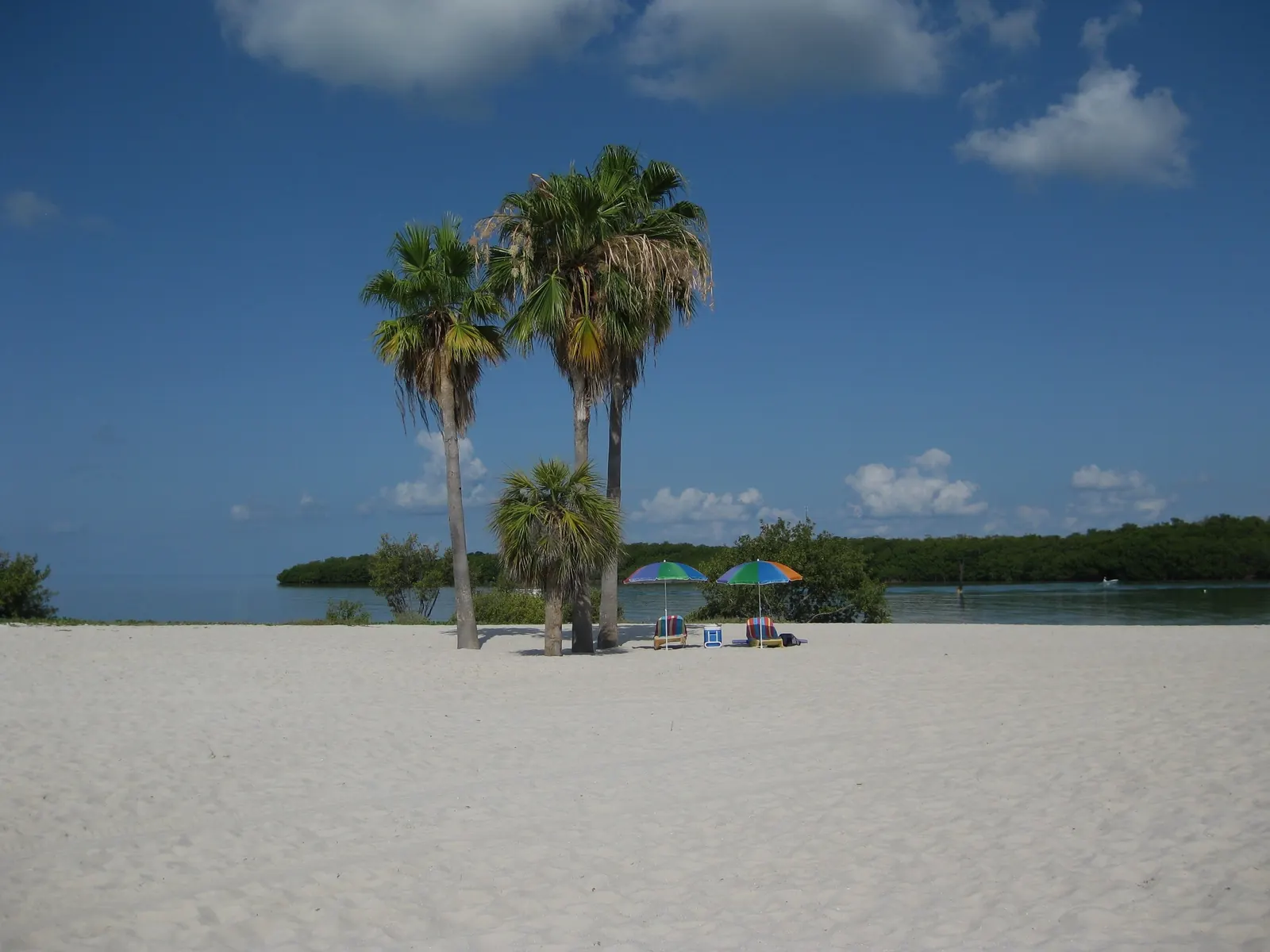 A cluster of three tall fan palms and one short palm stands on a broad, empty white-sand beach under a deep-blue sky with white clouds. Beside them are two rainbow-striped umbrellas over two striped beach chairs and a small cooler. Behind the beach is calm green-blue water and a long low line of dark-green mangroves.