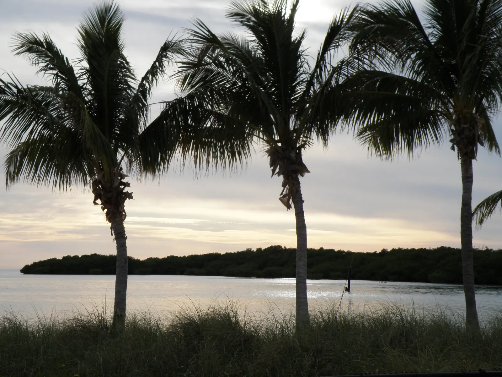 Three coconut palms silhouetted against a pale, streaky grey-and-cream evening sky, with tall dune grass in the foreground. Beyond them calm, silvery water reflects the light and a long low dark-green mangrove island runs across the frame; a single post sticks out of the water in the middle.