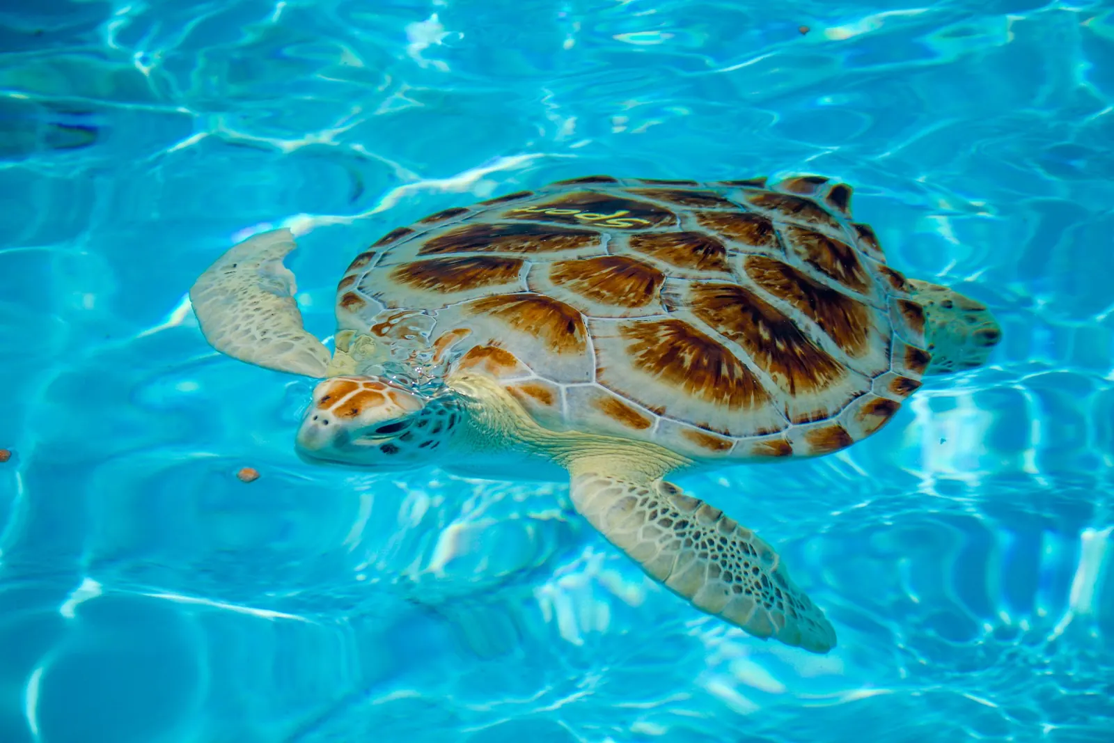 Top-down view of a sea turtle swimming at the surface of a bright turquoise tank with rippling light patterns. Its shell has brown, amber and cream radiating plates, with a name hand-painted on the shell in yellow (it appears to read 'Spot'); its head is just breaking the surface and its pale, scaly front flippers are spread. A few small food pellets float nearby.
