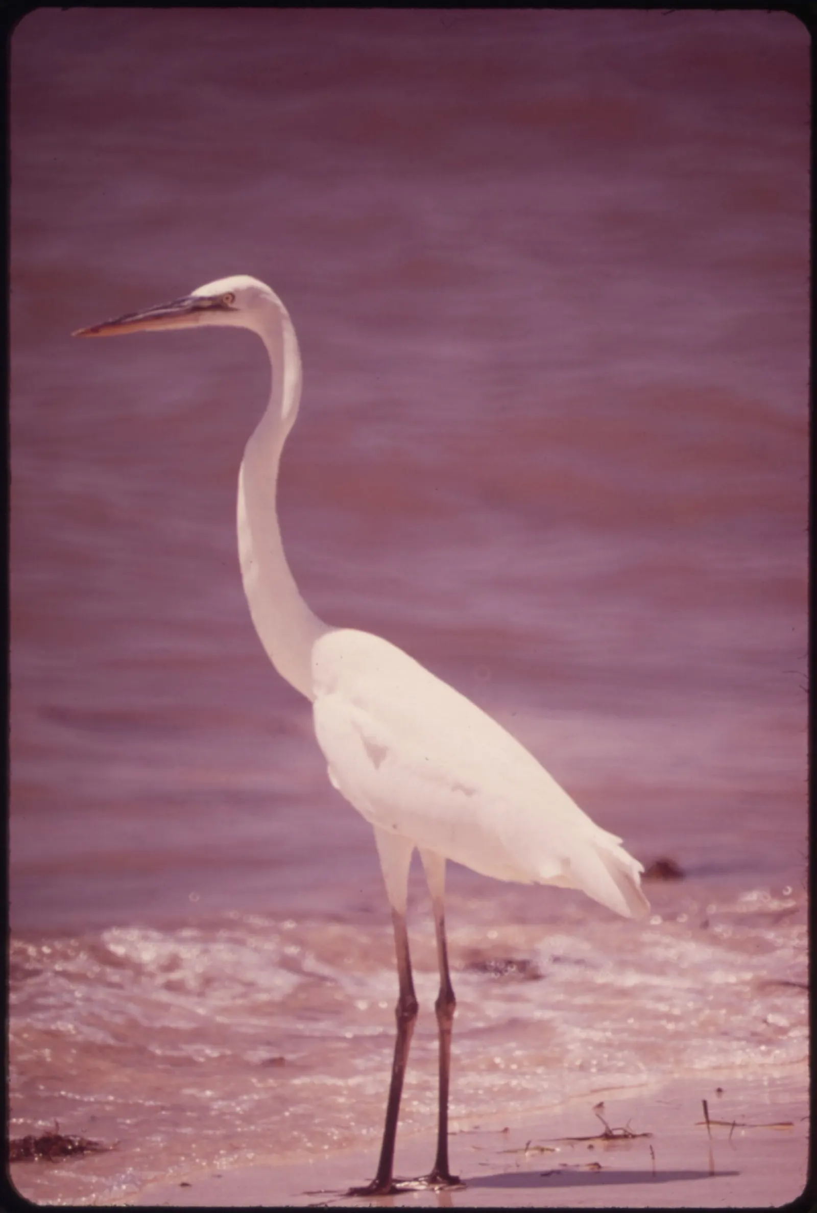 Vertical 1973 colour slide of a tall, all-white heron with a long yellowish bill and long dark legs, standing at the edge of the water on wet sand, side-on and facing left. Small waves foam behind its legs, and the whole frame has a strong magenta cast typical of faded film. The slide's rounded black border shows at the edges.